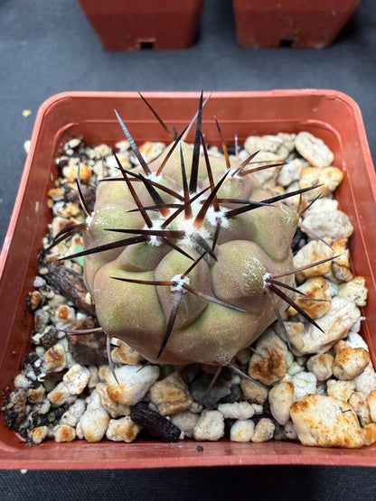 Copiapoa cinerea 816