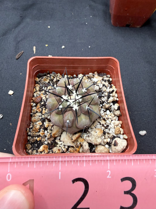 Copiapoa cinerea 802