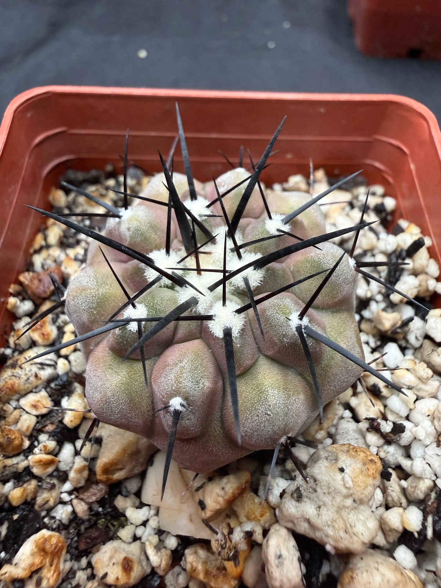 Copiapoa cinerea 802