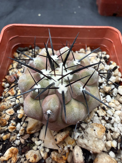 Copiapoa cinerea 802