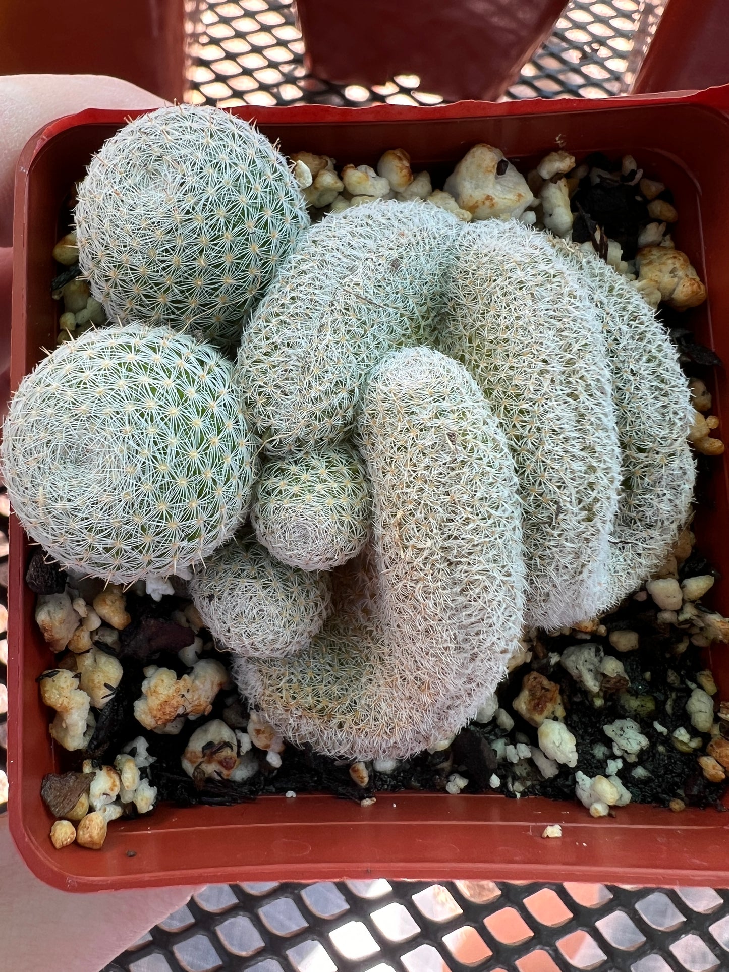 Mammillaria microthele crest in 2.75 inch pot #1