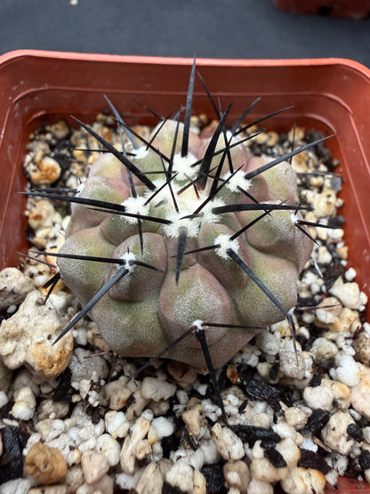 Copiapoa cinerea 802