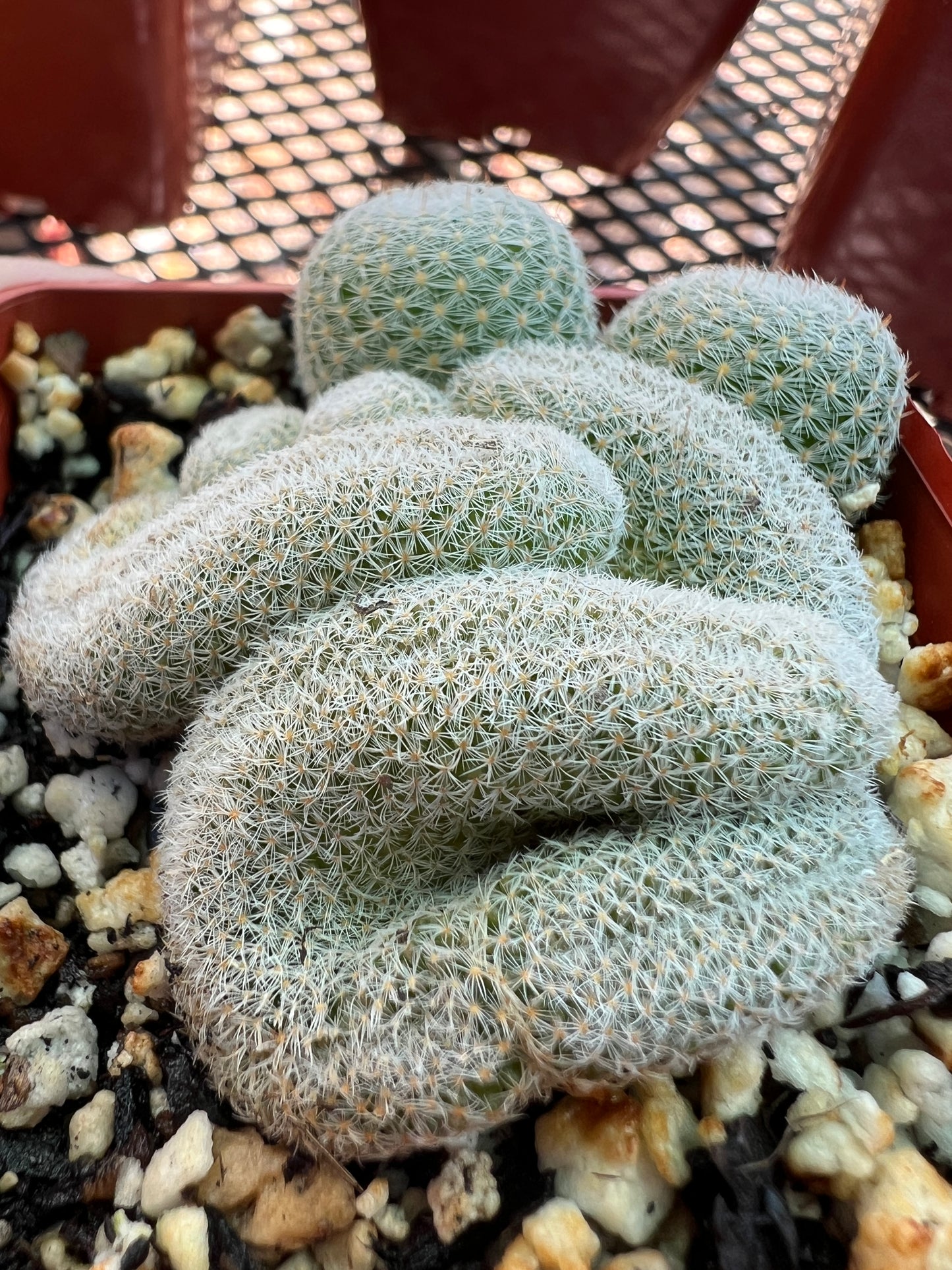 Mammillaria microthele crest in 2.75 inch pot #1