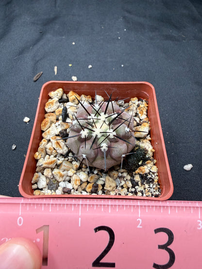 Copiapoa cinerea 805