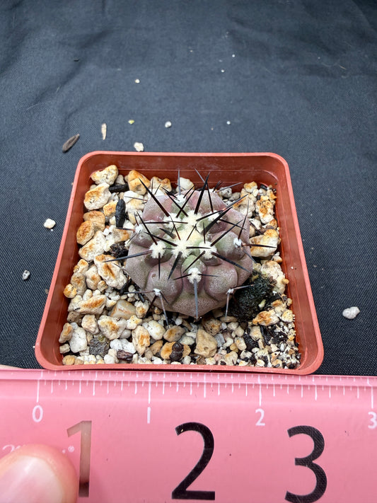 Copiapoa cinerea 805
