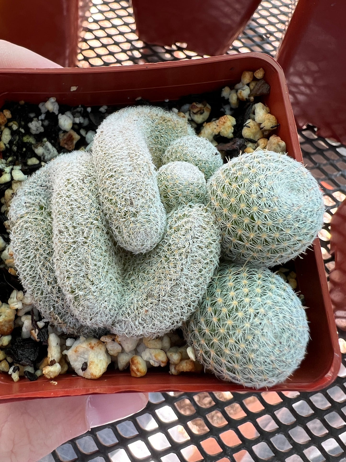 Mammillaria microthele crest in 2.75 inch pot #1