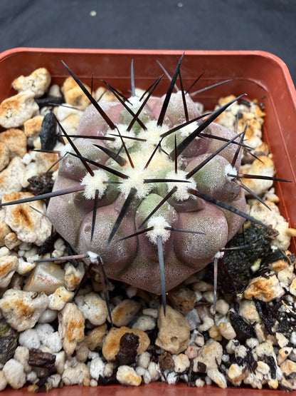 Copiapoa cinerea 805