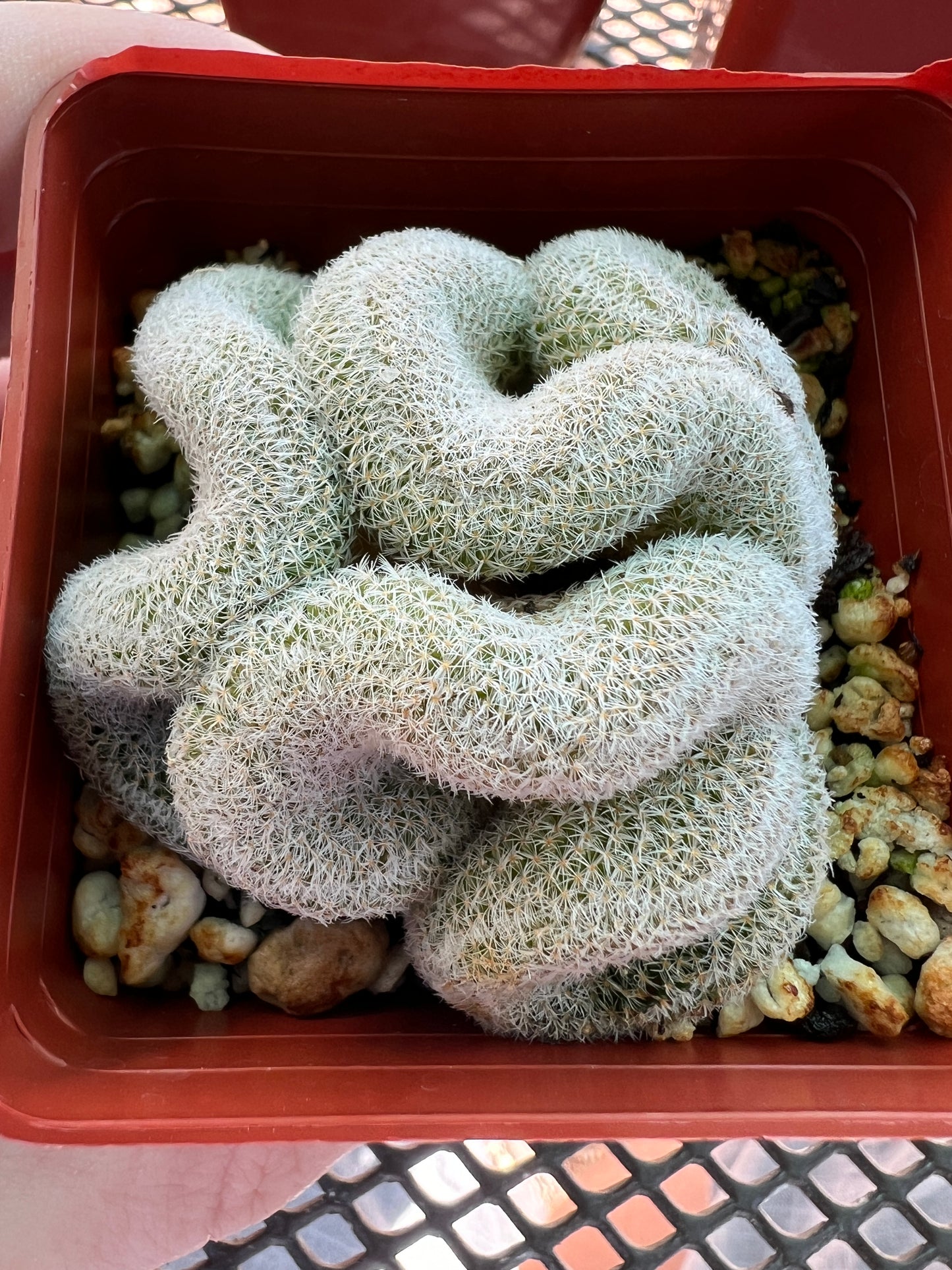 Mammillaria microthele crest #2