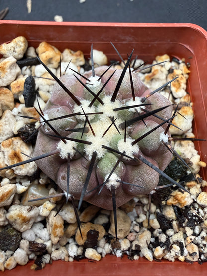 Copiapoa cinerea 805