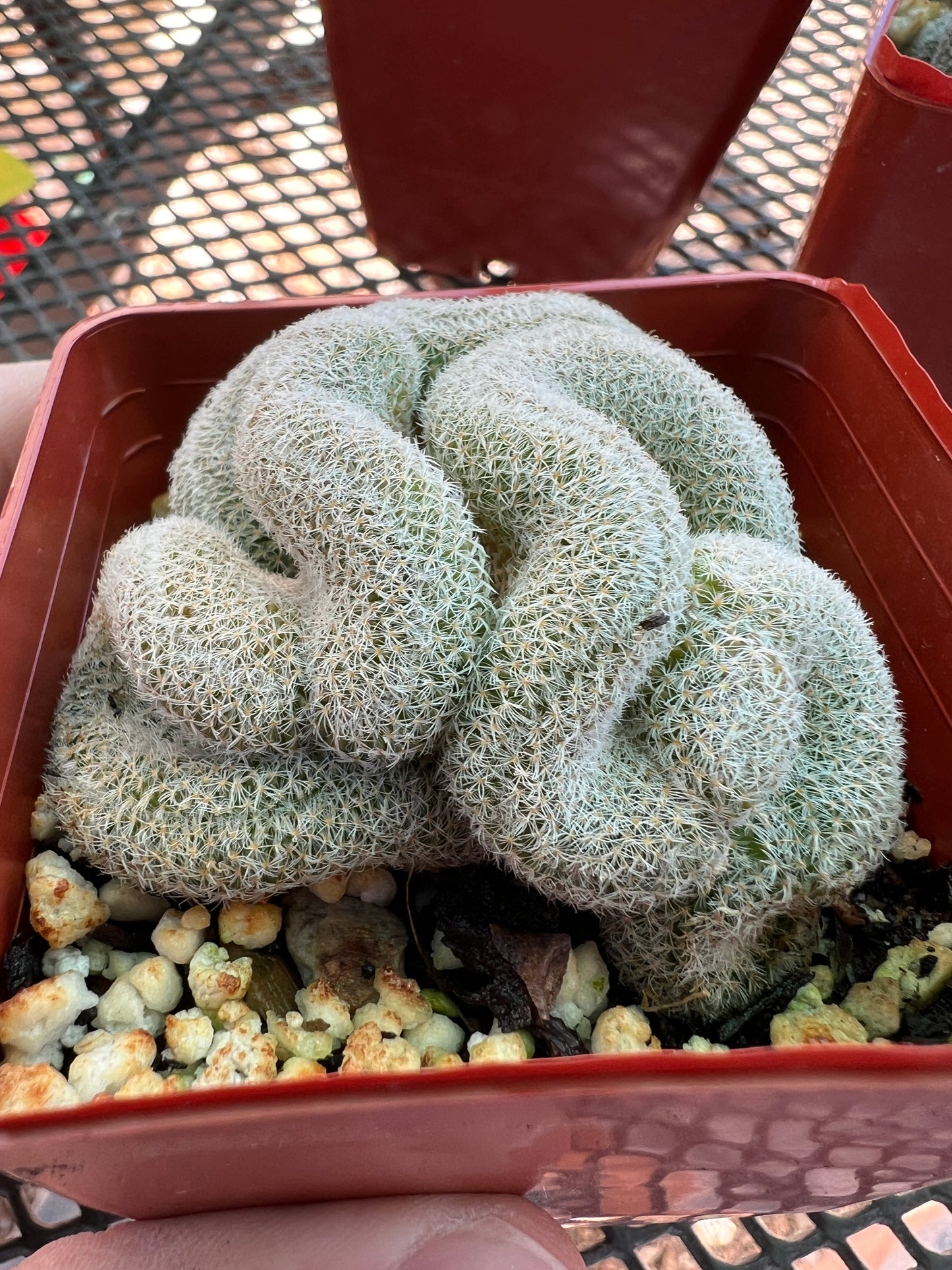 Mammillaria microthele crest #2