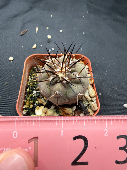 Copiapoa cinerea 806