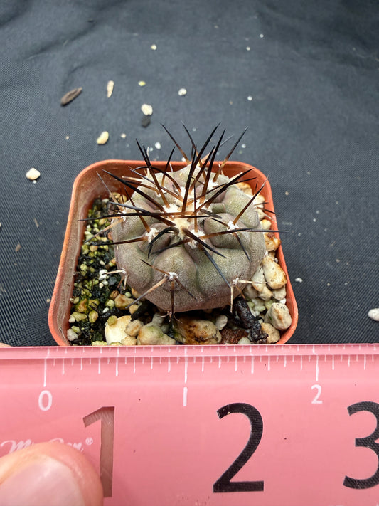 Copiapoa cinerea 806