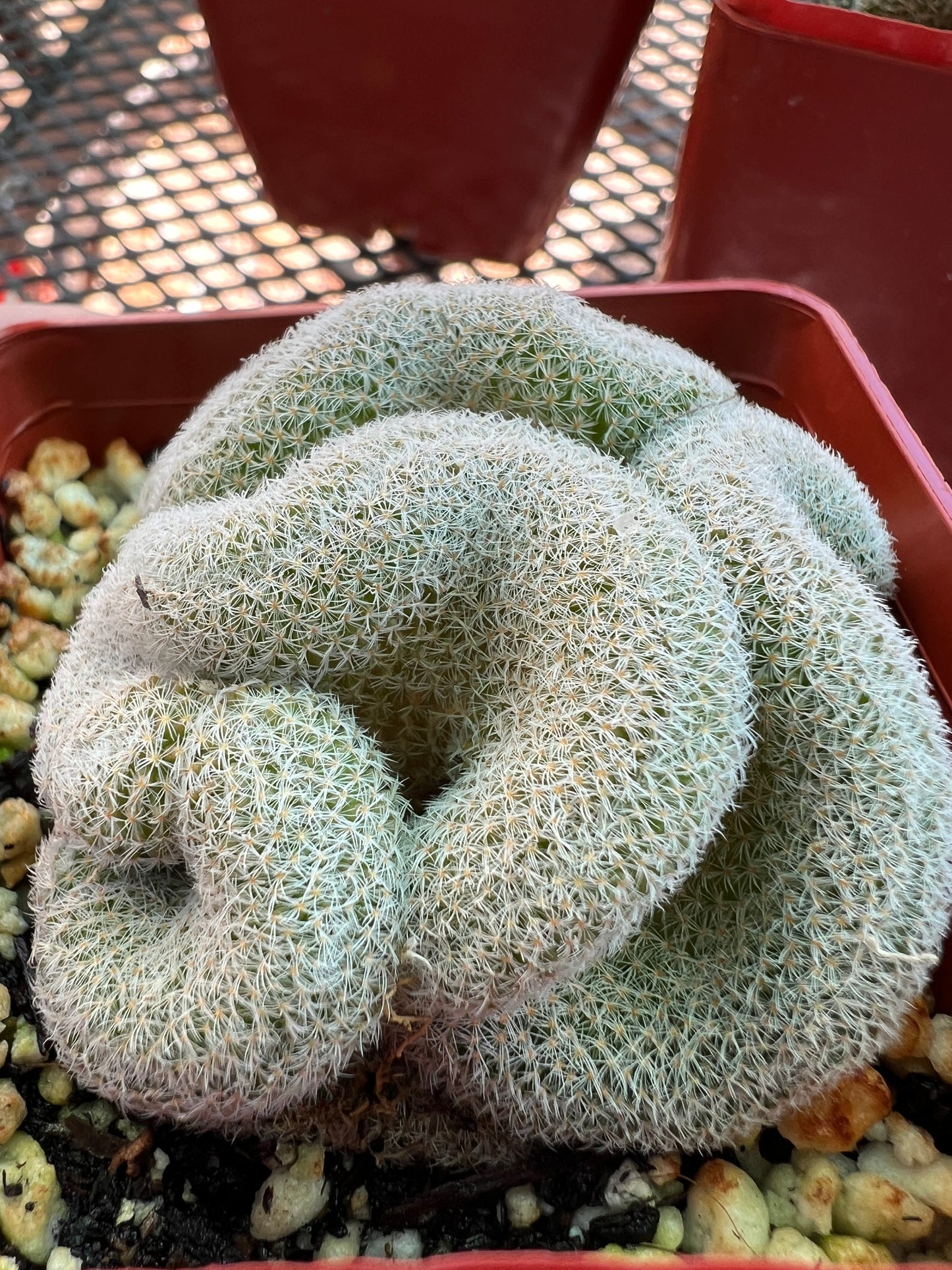 Mammillaria microthele crest #2