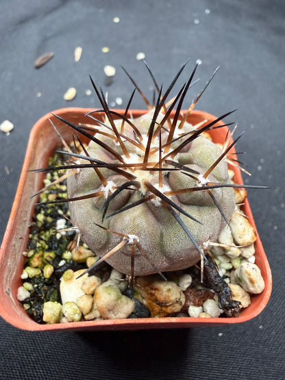 Copiapoa cinerea 806