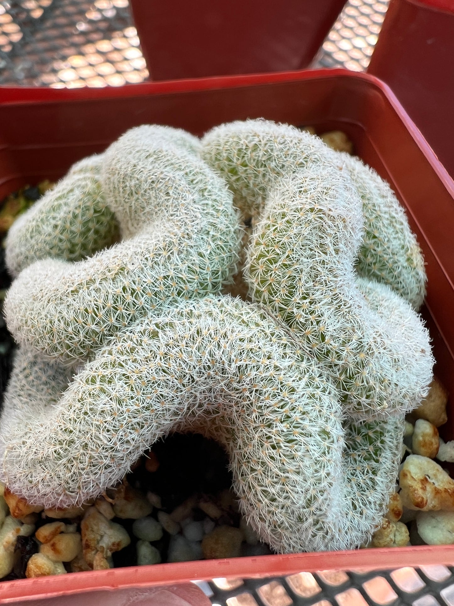 Mammillaria microthele crest #2