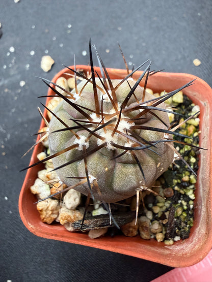Copiapoa cinerea 806