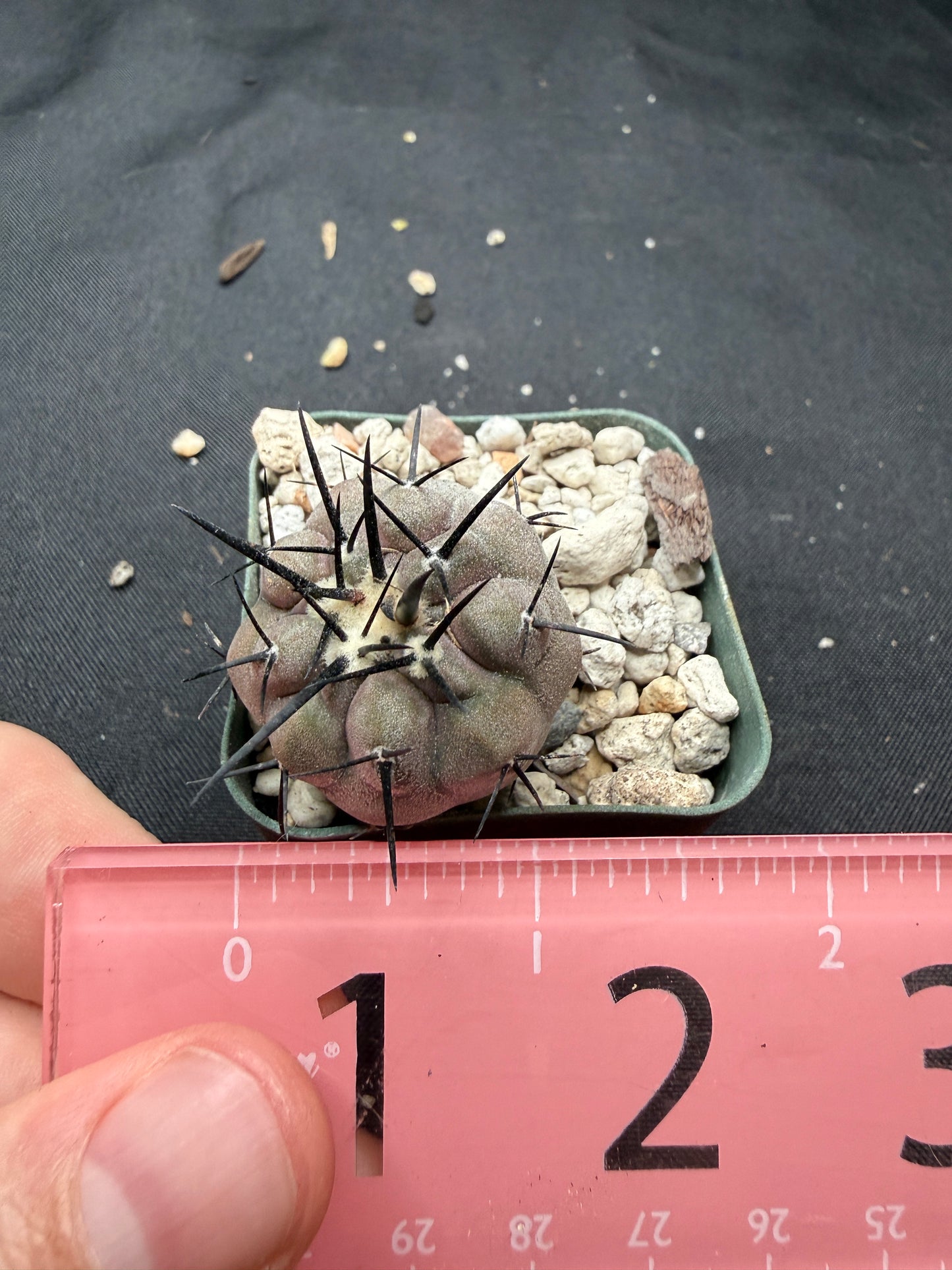 Copiapoa cinerea 810