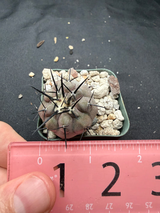 Copiapoa cinerea 810