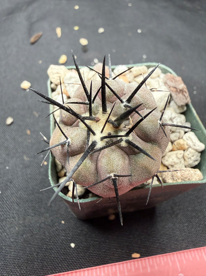 Copiapoa cinerea 810