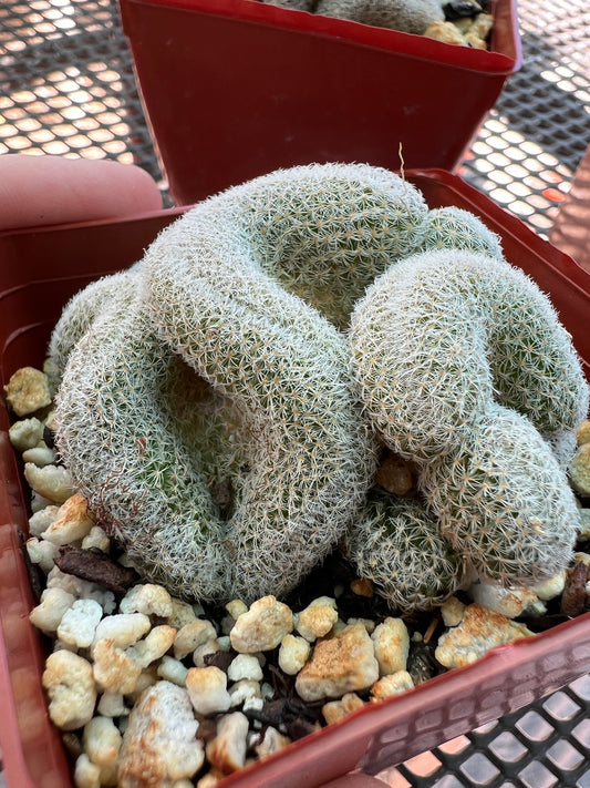 Mammillaria microthele crest #3