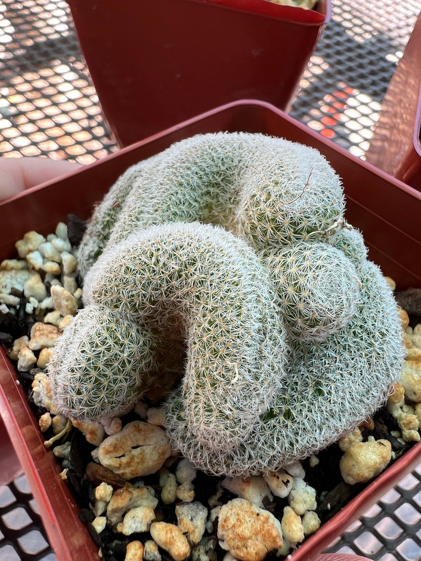 Mammillaria microthele crest #3