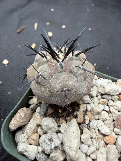 Copiapoa cinerea 810