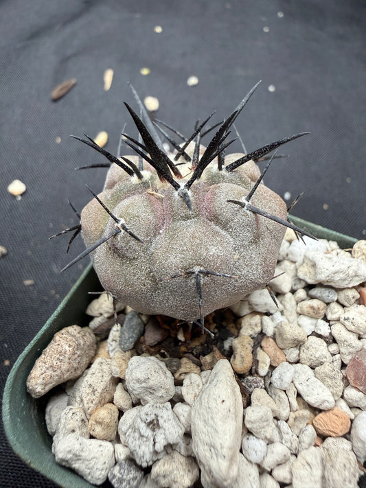 Astrophytum super kabuto v type squid 811