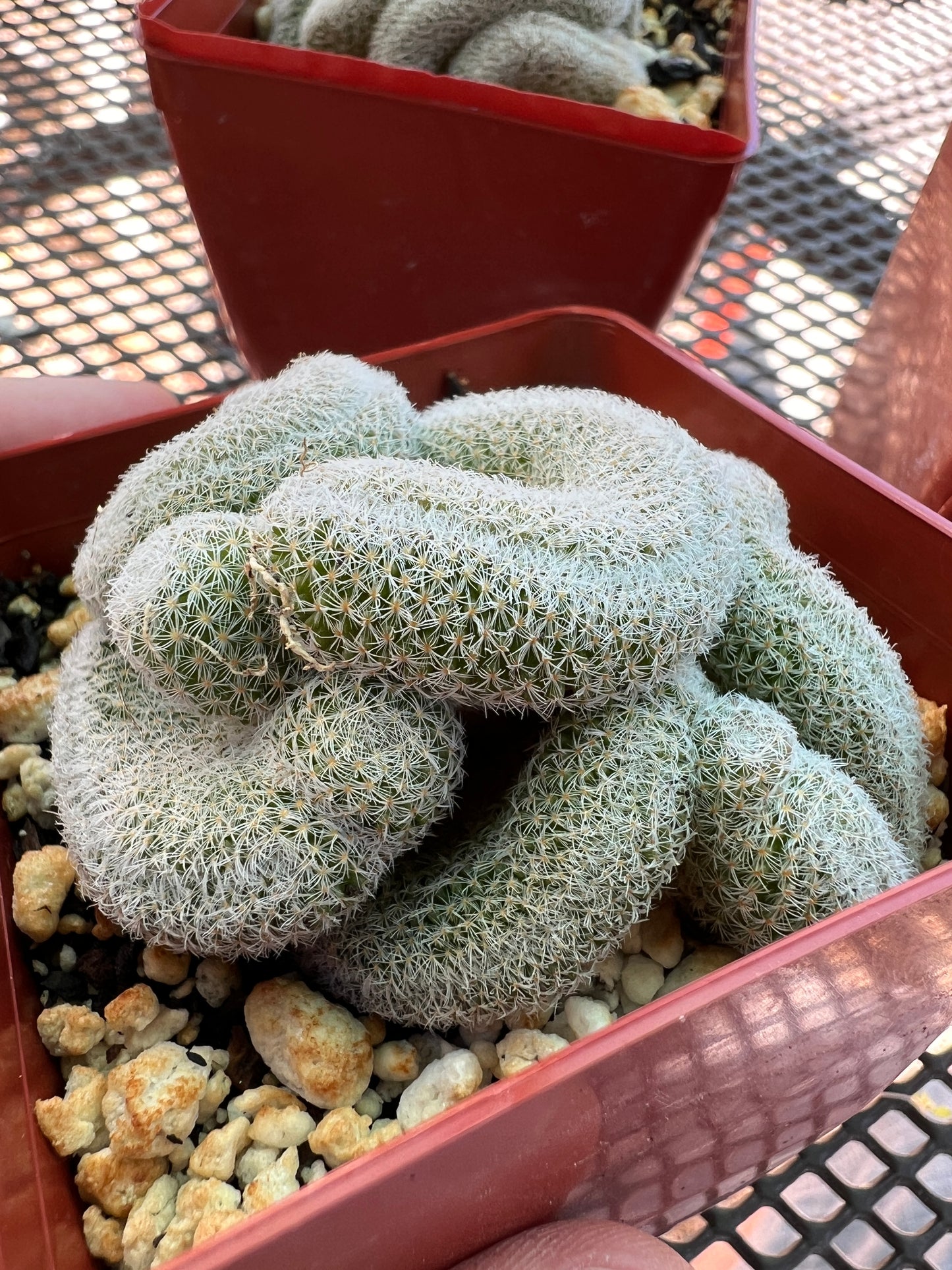 Mammillaria microthele crest #3