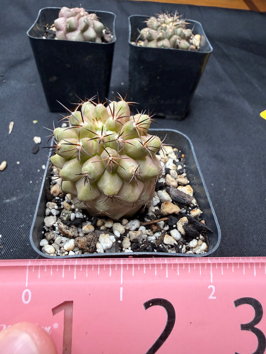 Copiapoa columna alba 807