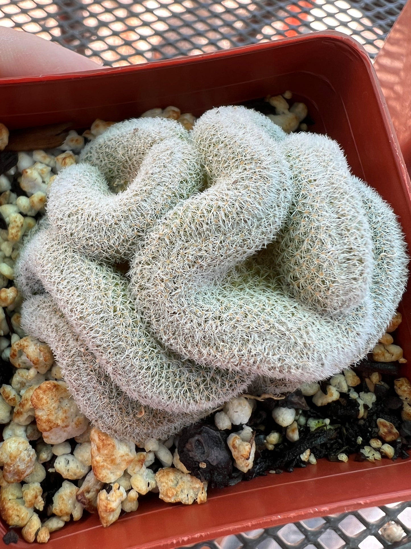 Mammillaria microthele crest #4