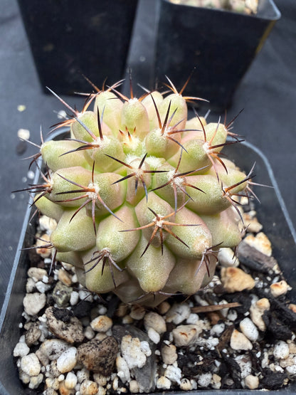 Copiapoa columna alba 807