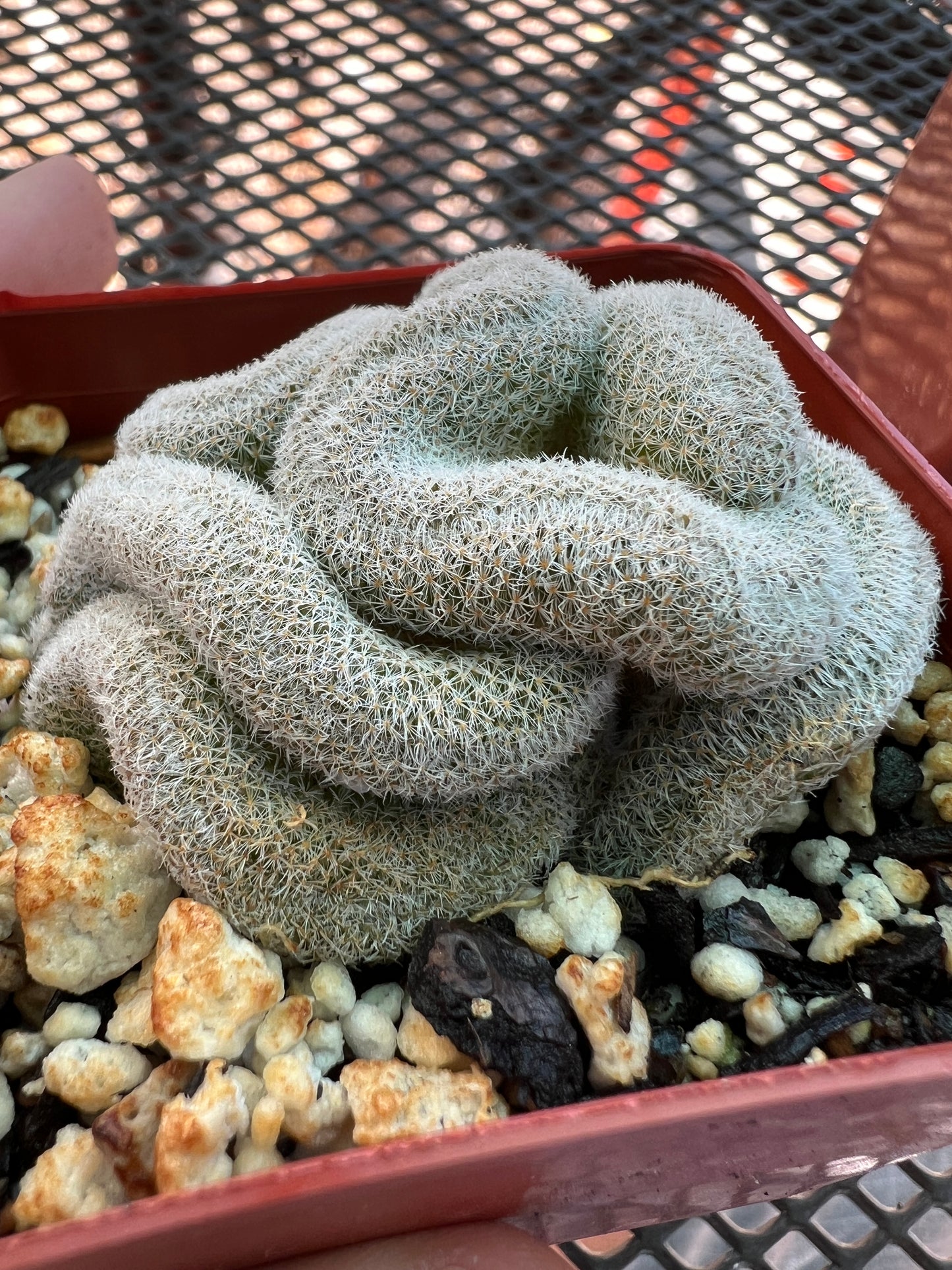 Mammillaria microthele crest #4