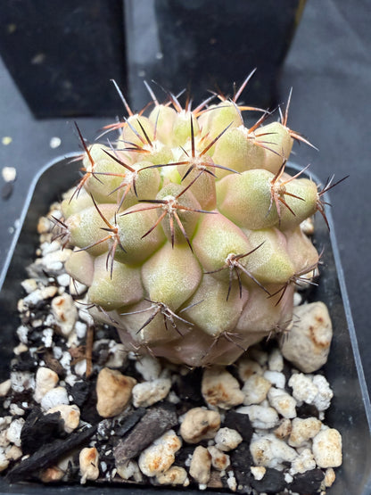 Copiapoa columna alba 807