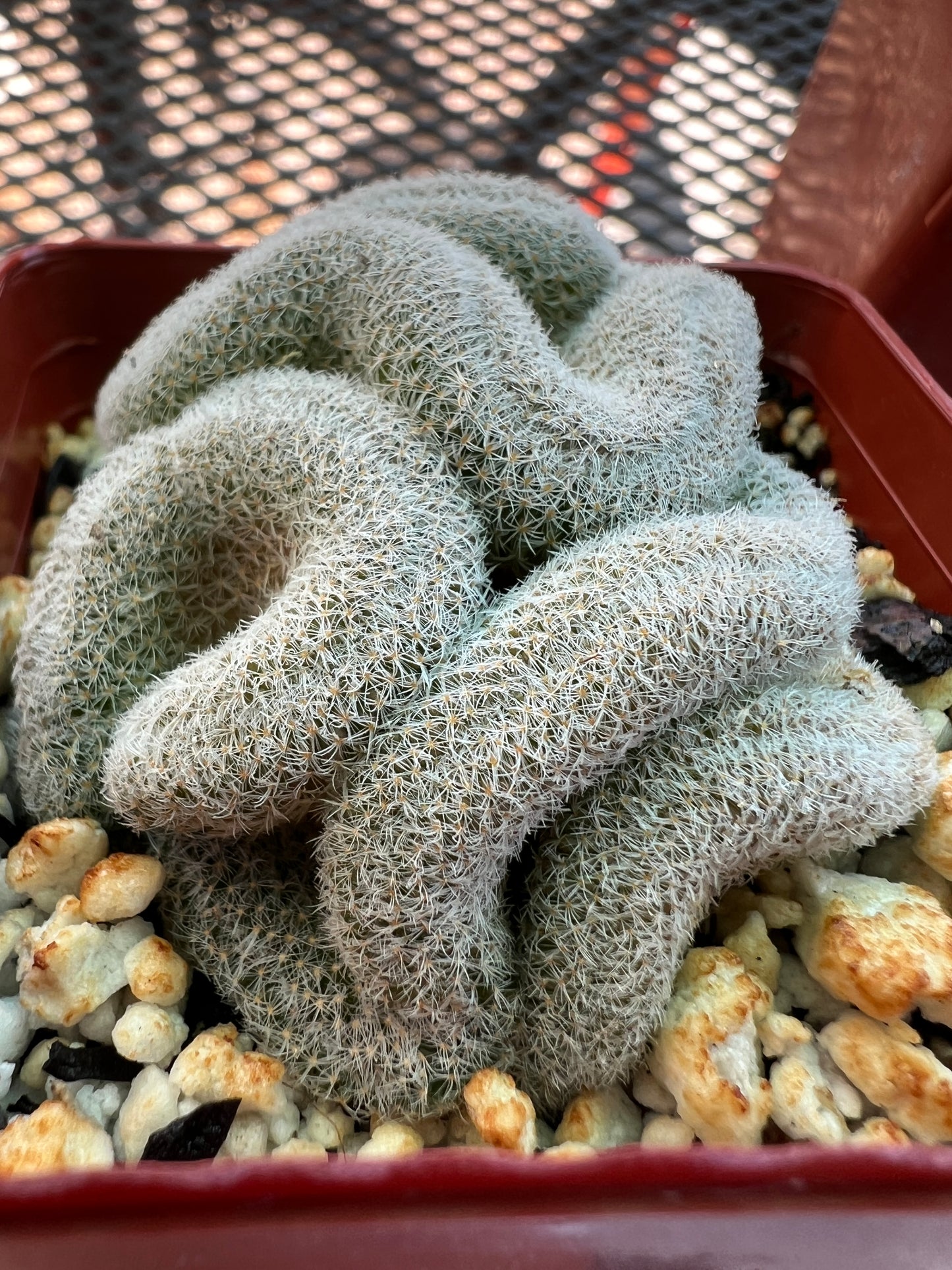 Mammillaria microthele crest #4