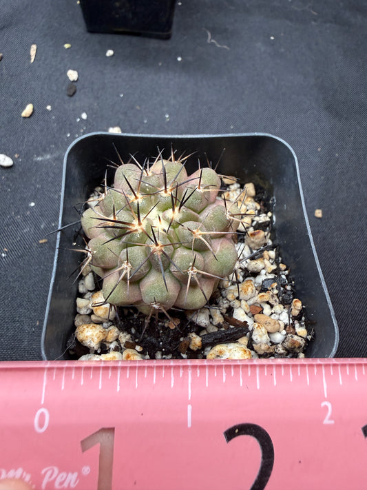 Copiapoa columna alba 812