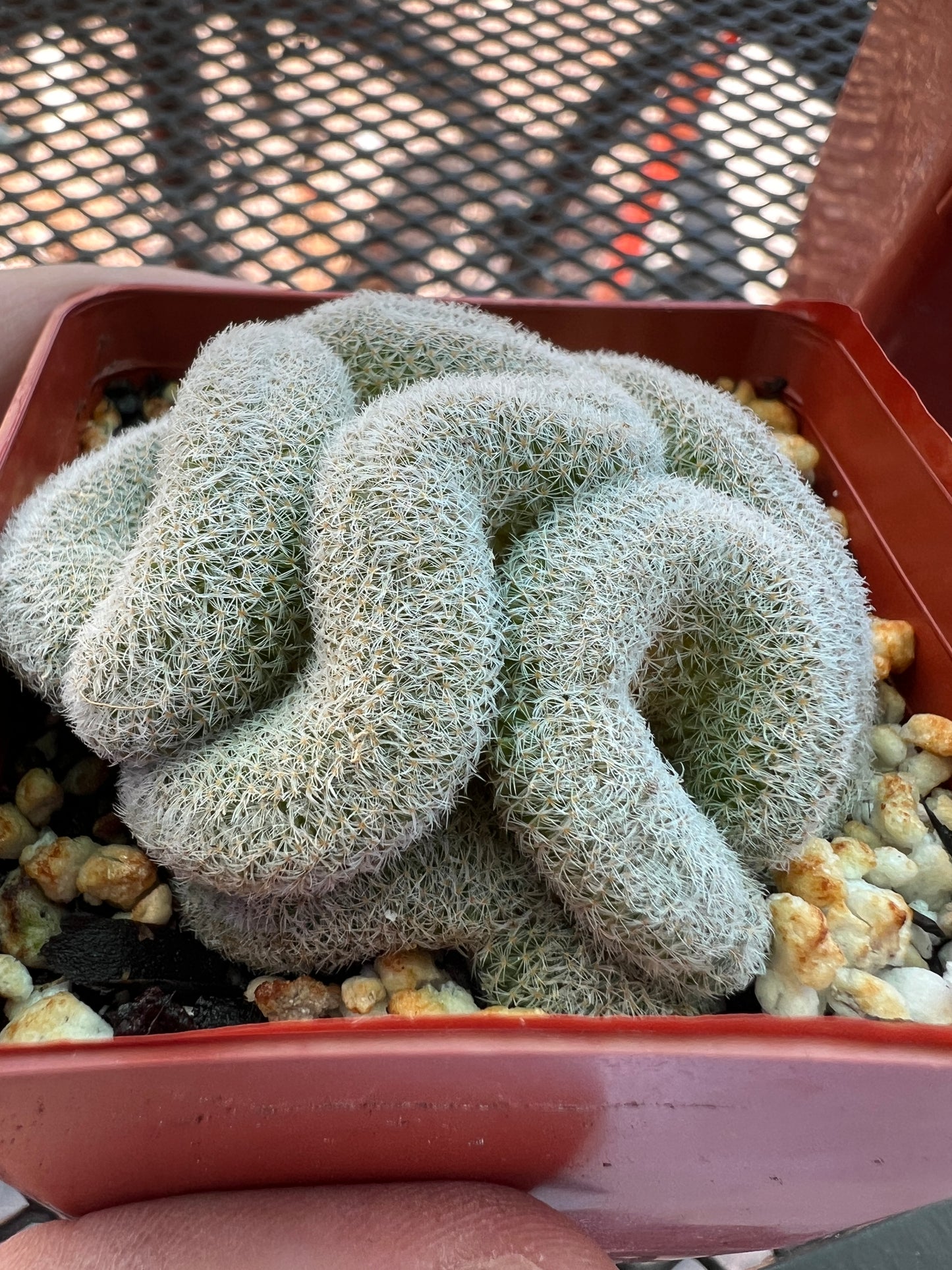 Mammillaria microthele crest #4