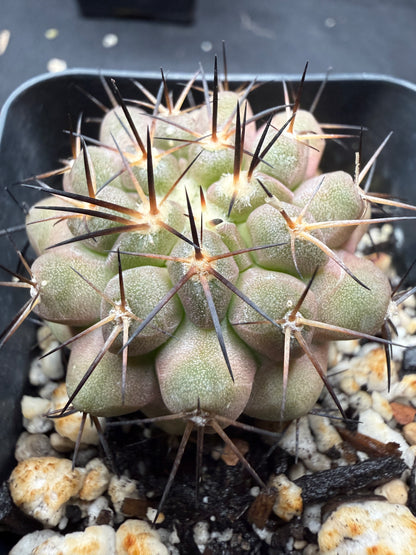 Copiapoa columna alba 812