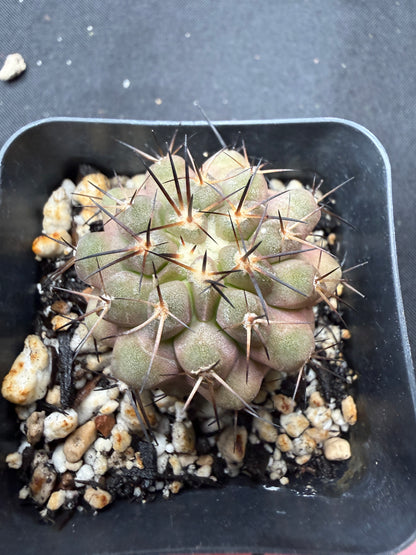 Copiapoa columna alba 812