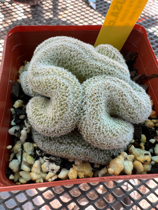 Mammillaria microthele crest #5