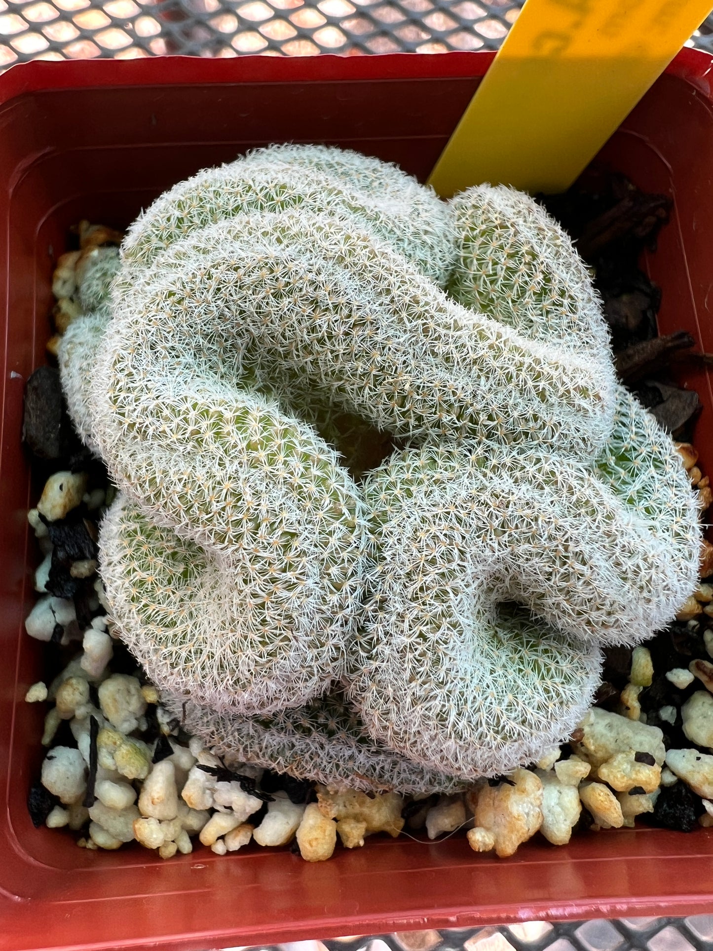 Mammillaria microthele crest #5