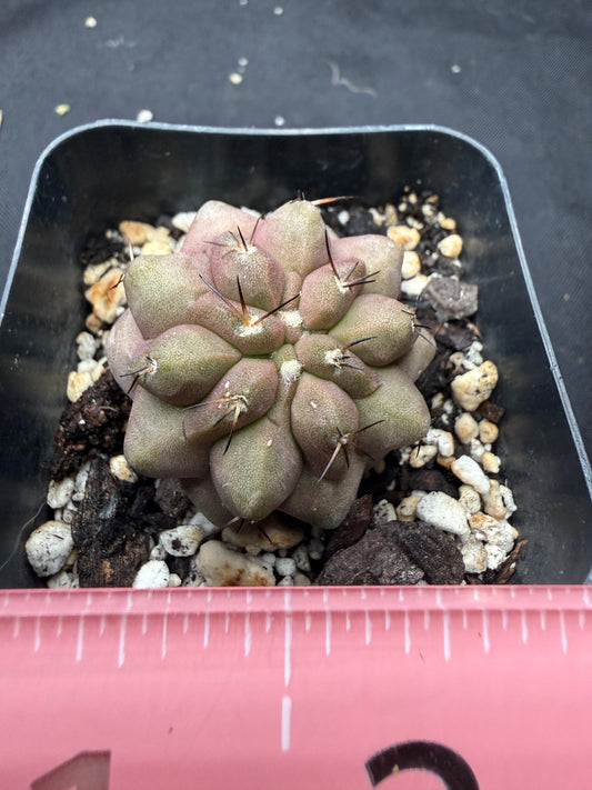 Copiapoa columna alba 815
