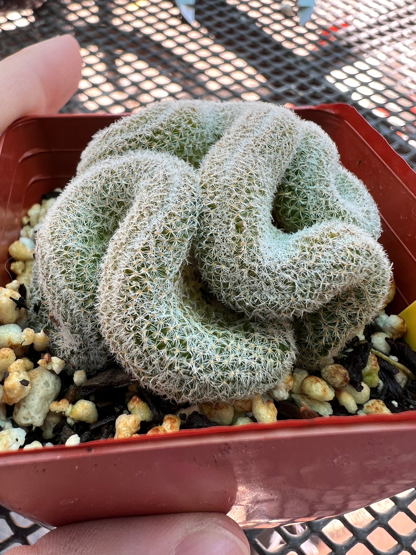 Mammillaria microthele crest #5