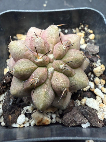 Copiapoa columna alba 815