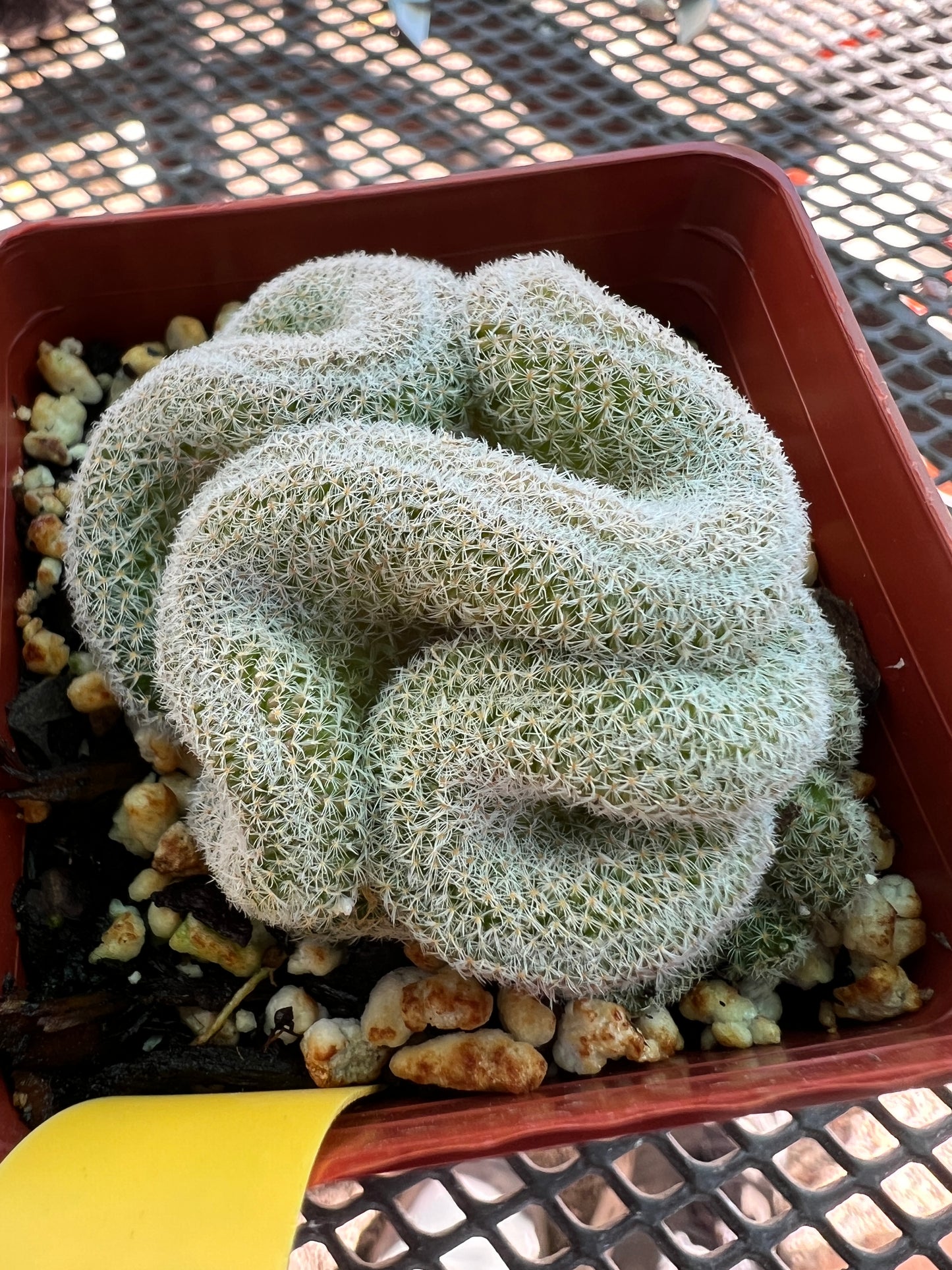 Mammillaria microthele crest #5