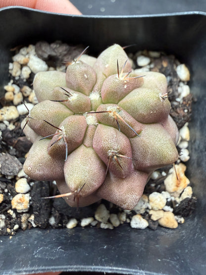 Copiapoa columna alba 815