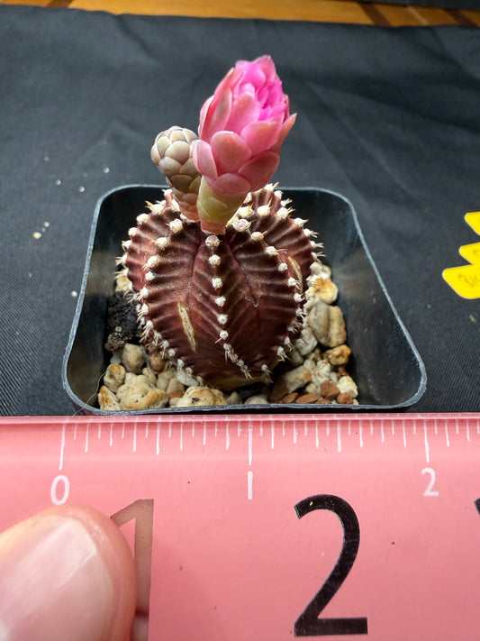 Gymnocalycium red wine 813