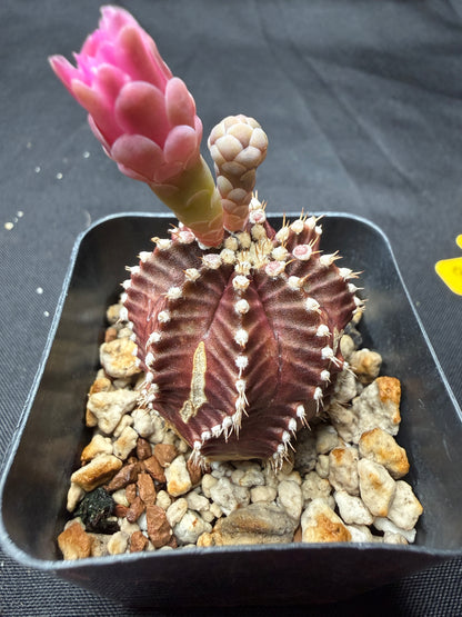 Gymnocalycium red wine 813
