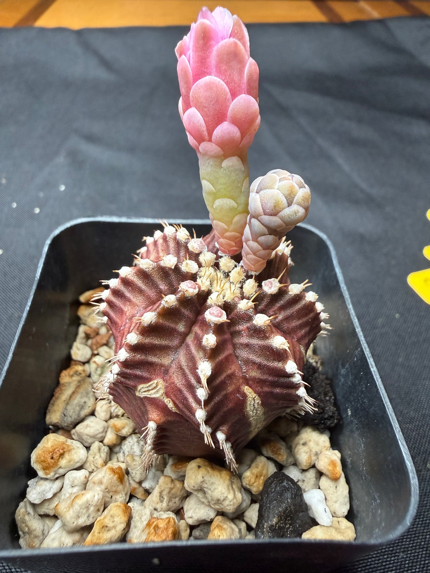 Gymnocalycium red wine 813