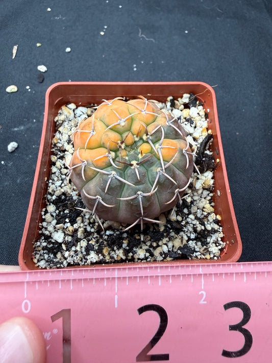 Gymnocalycium ochoterranae variegated 809