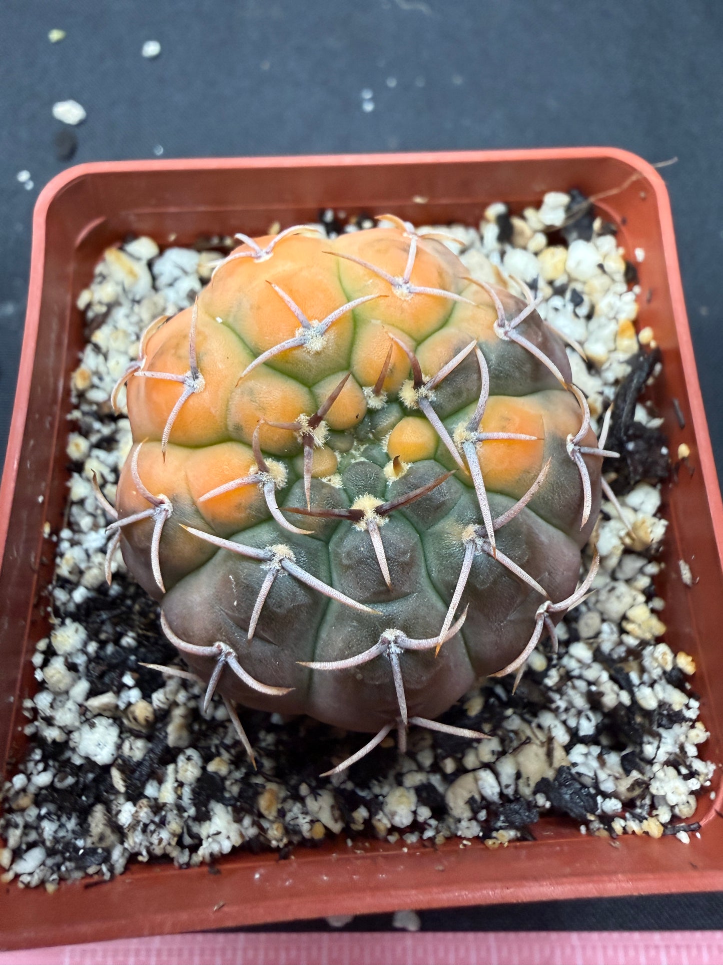 Gymnocalycium ochoterranae variegated 809